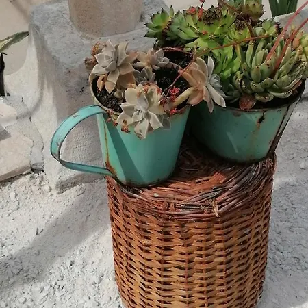 Ruza Vjetrova 波斯蒂勒