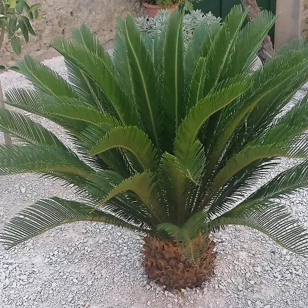 Ruza Vjetrova 波斯蒂勒