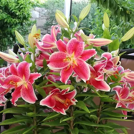 Ruza Vjetrova Lägenhet Postira